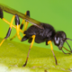 Illustration for article titled Parasitic Wasps Genetically Enslave Butterflies